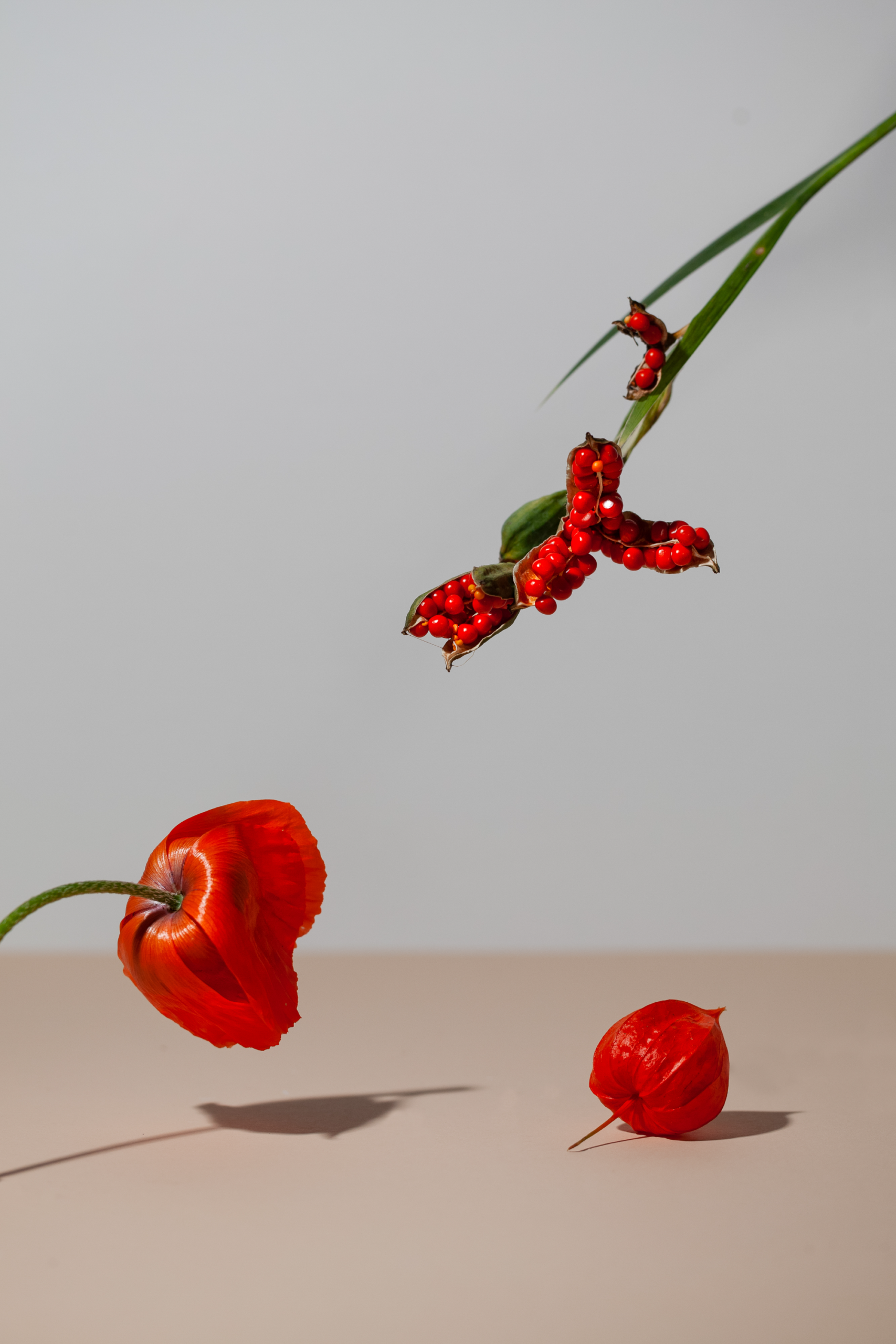 Fiori rossi sospesi su fondo chiaro